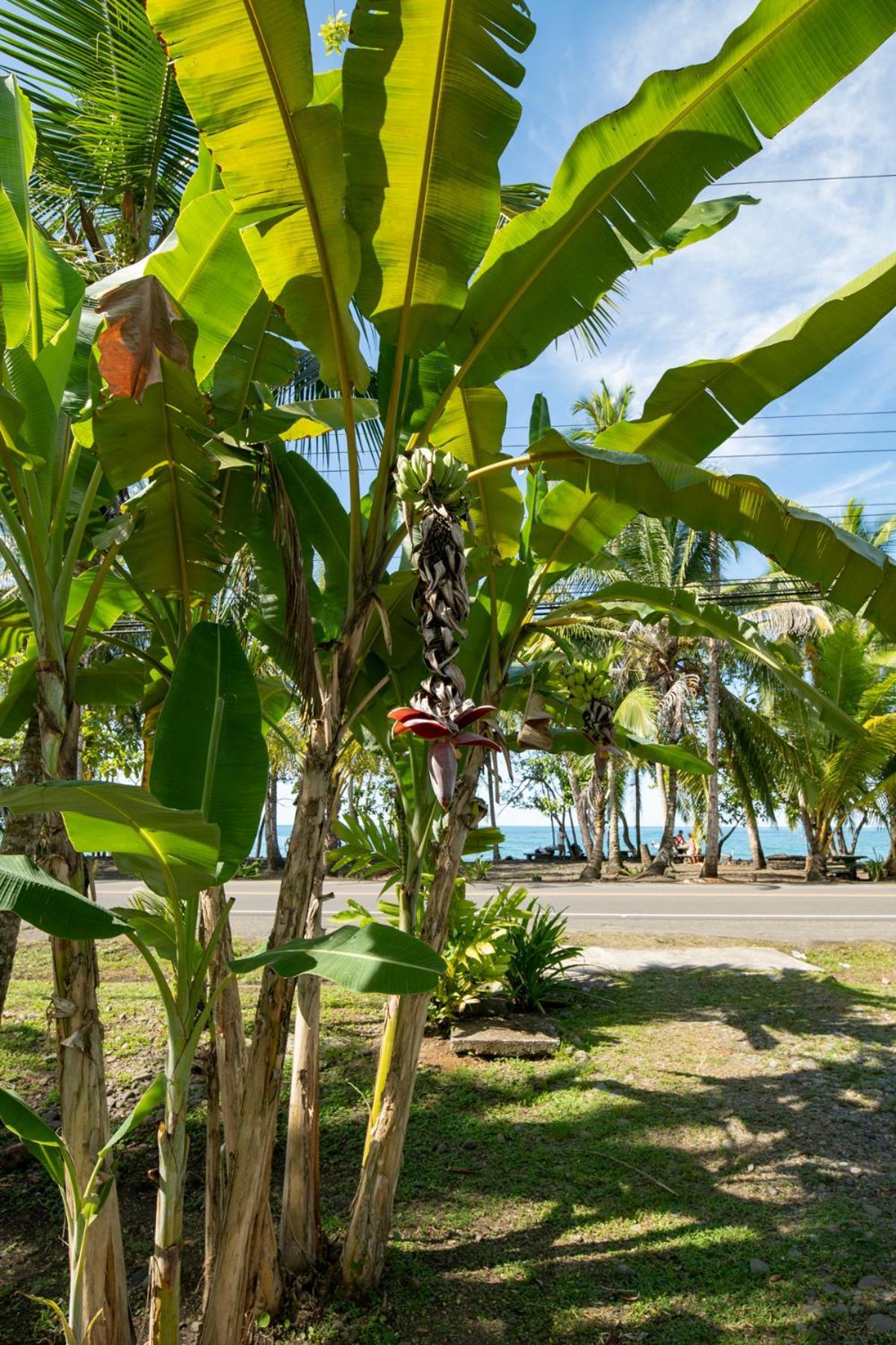Casa Blanca Beachfront House With Shared Pool Access Pangea Lodge Manzanillo  Luaran gambar